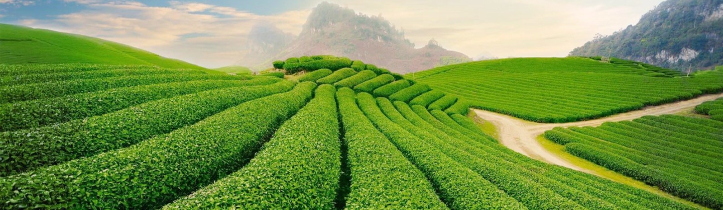 Đồi chè Việt Nam